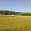Sommernachtsfliegen